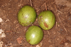Chrysophyllum lanceolatum
